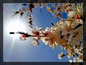 關于關于杏花的詩句古詩