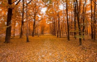 古詩描寫秋天的詩句