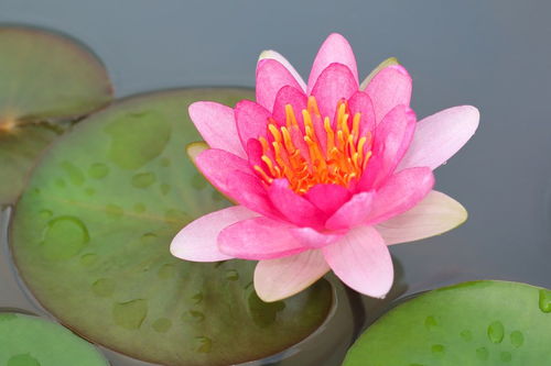 關(guān)于夏天的荷花的詩句古詩