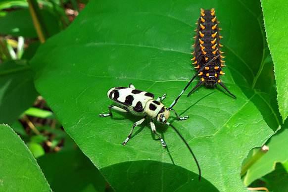 有關(guān)于蟲子豐收的詩(shī)句