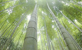 關(guān)于竹的兩句詩(shī)句有哪些