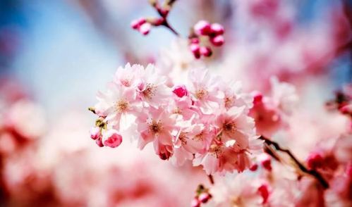 描寫春天令人愉悅的詩句古詩詞