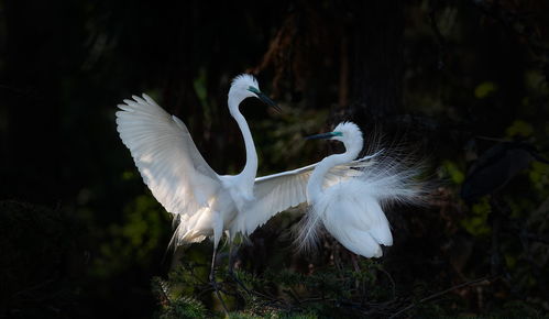 關(guān)于信與愛情的詩句