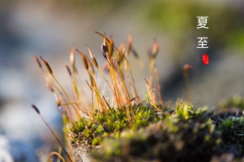 與夏至節(jié)氣有關(guān)的古詩句