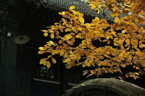 古詩(shī),詩(shī)句,秋雨,過后