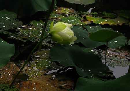 詩句關(guān)于雨的,關(guān)于雨的唯美詩句,關(guān)于描寫雨的詩句