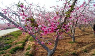 關(guān)于春天寫(xiě)桃花的詩(shī)句古詩(shī)