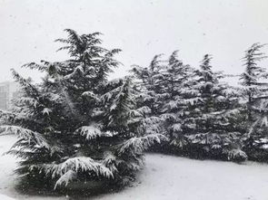 歡快雪的詩句古詩大全