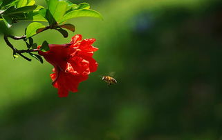 描寫石榴花的古詩句