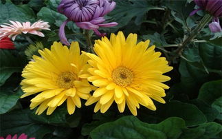 描寫雨中菊花的詩(shī)句,寫雨中菊花的詩(shī)句,贊美雨中菊花的詩(shī)句