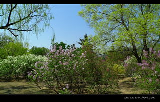 關(guān)于植物園的詩句