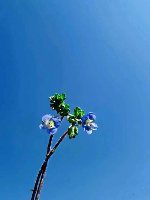 形容兩情相悅的古詩句,代表希望的古詩句,希望一切如愿的古詩句