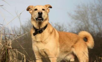 有關(guān)狗的的古詩句