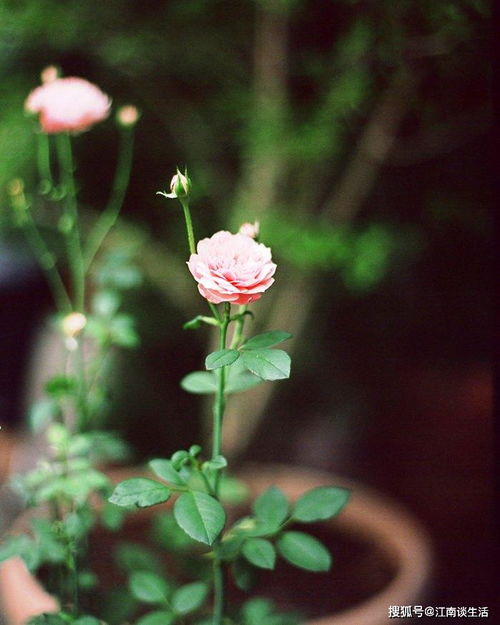 詩(shī)句,辛苦,收獲