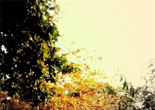 關(guān)于擁抱幸福的詩句