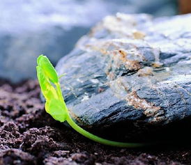 關于生命的感言詩句