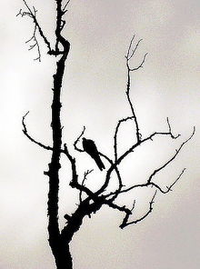 關(guān)于孤鴉的詩句