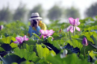 關(guān)于郯城采蓮湖的詩(shī)句