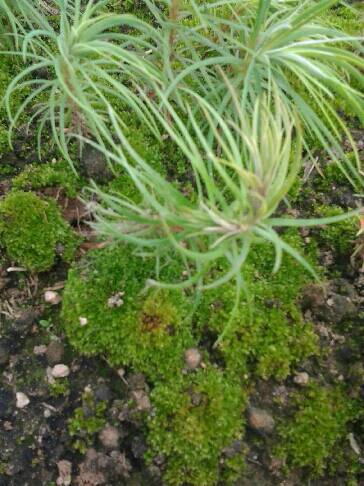 關(guān)于杉樹有名的詩句