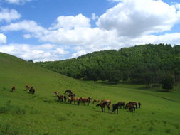 關(guān)于木蘭圍場詩句