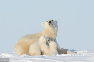 關(guān)于北極熊的詩句