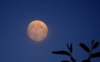 明月的詩句古詩詞