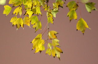 描寫初秋的詩句古詩,描寫初秋的詩句古詩大全,描寫初秋的古詩詞