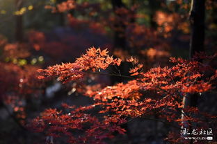 關(guān)于楓葉的詩句古詩詞,有關(guān)秋的詩句古詩詞,關(guān)于秋天楓葉的詩句古詩詞