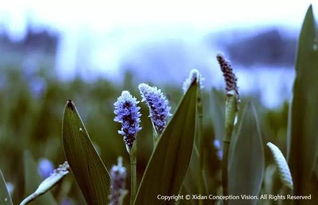 關(guān)于蔥的詩句