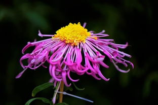 關(guān)于菊花的成語(yǔ)與詩(shī)句有哪些