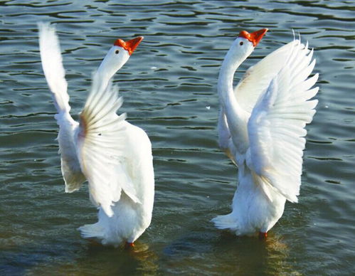 關(guān)于鵝詩句