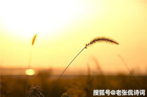 思鄉(xiāng),古詩(shī),秋日,詩(shī)句