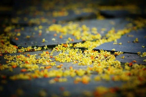 含有桂花的詩句古詩