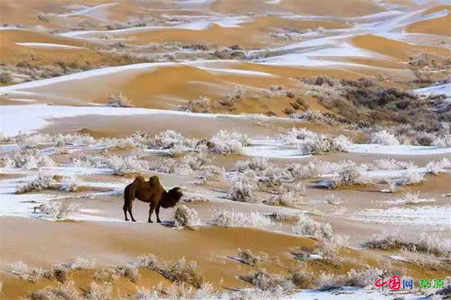 草原駱駝的古詩句