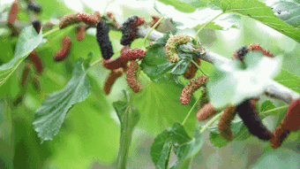 桑葚,采摘,詩句