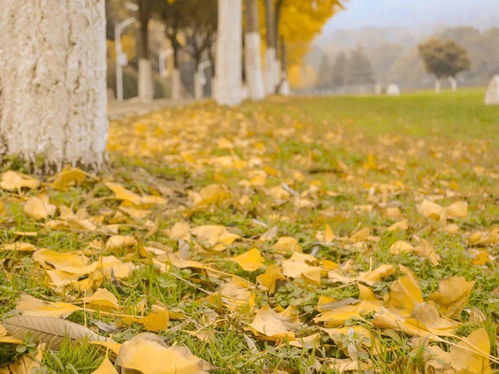 落葉的古詩(shī)句,描寫(xiě)落葉的古詩(shī)句,關(guān)于秋天落葉的古詩(shī)句