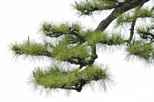 關(guān)于松樹的古詩句和名言警句