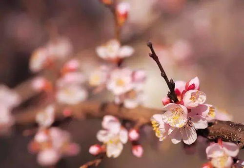 關(guān)于美德的詩(shī)句整首