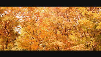 有關(guān)秋字的古詩句