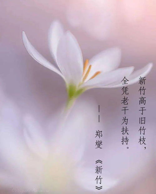 關(guān)于教師成長(zhǎng)的詩(shī)句
