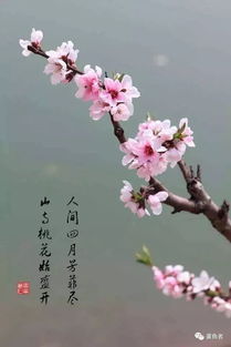 關(guān)于花的四詩句