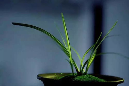 關(guān)于植物四君子的詩句