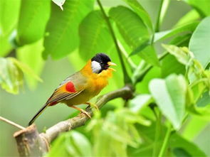 關(guān)于鳥與人的詩句