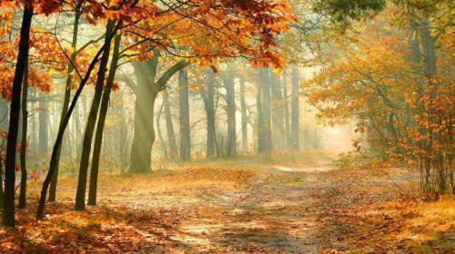 有關(guān)于描寫秋天的詩句大全