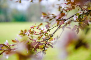 關(guān)于桃花遍地開的詩句