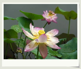 關(guān)于蓮的詩(shī)句自創(chuàng)