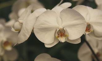 關(guān)于春天樹木茂盛的詩(shī)句