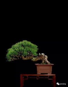 松樹代表長壽嗎,為什么松樹代表長壽,比喻松樹長壽詩句