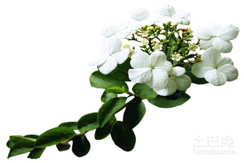 關于瓊花愛情的詩句