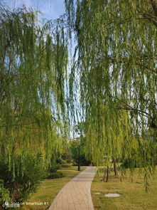 古詩詞中寫柳樹的詩句